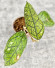 Hoya Clemensiorum Aceh #012                          