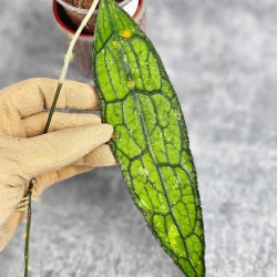 Hoya Clemensiorum Aceh ar #022