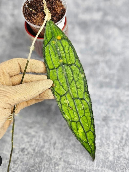 Hoya Clemensiorum Aceh ar #022 Hoya Clemensiorum Aceh ar #022