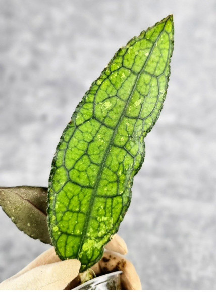 Hoya Clemensiorum Aceh #036 Long     