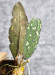 Hoya Clemensiorum Aceh #036 Long     