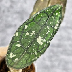 Hoya Clemensiorum Aceh #036 Long     