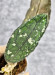 Hoya Clemensiorum Aceh #036 Long     