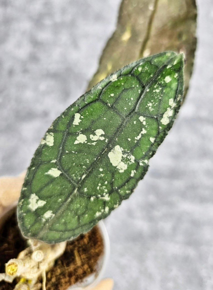 Hoya Clemensiorum Aceh #036 Long     