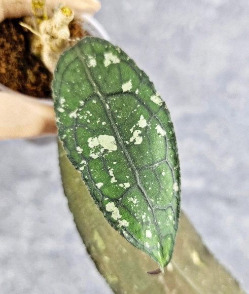 Hoya Clemensiorum Aceh #036 Long     