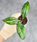 Hoya Clemensiorum Sarawak #002  