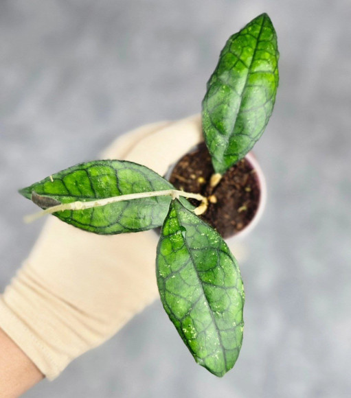 Hoya Clemensiorum Sarawak #002  