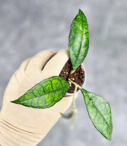 Hoya Clemensiorum Sarawak #002 Hoya Clemensiorum Sarawak #002