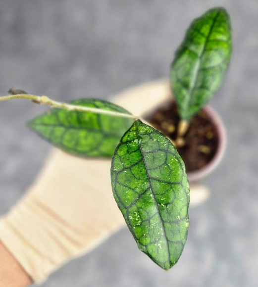 Hoya Clemensiorum Sarawak #002 Hoya Clemensiorum Sarawak #002