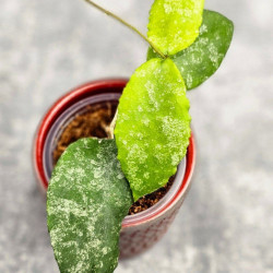 Hoya Caudata Aceh High Splash  