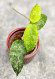 Hoya Caudata Aceh High Splash  