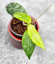Hoya Caudata Aceh High Splash  