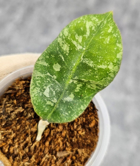 Hoya Sp Kalbar  
