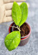 Hoya Rintzii Borneo  