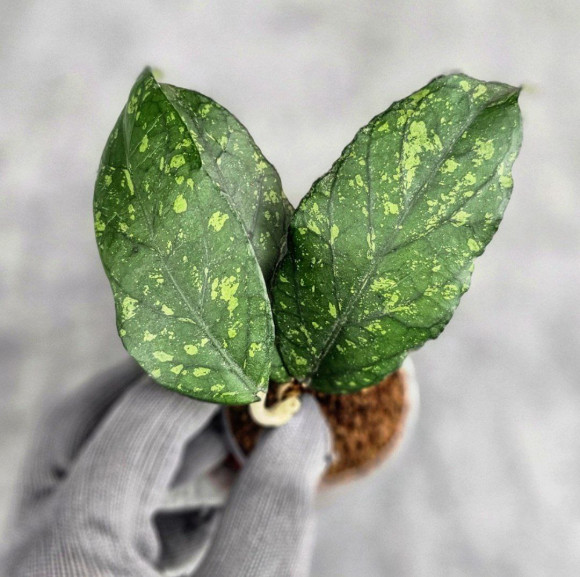 Hoya Sp. Takengong Splash Hoya Sp. Takengong Splash