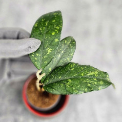 Hoya Sp. Takengong Splash  