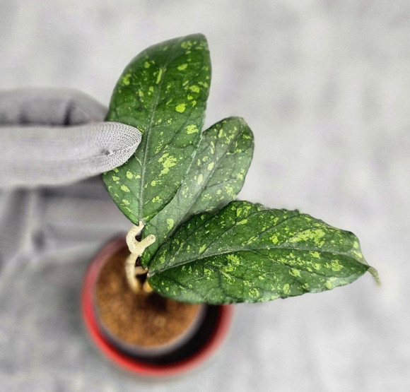 Hoya Sp. Takengong Splash Hoya Sp. Takengong Splash