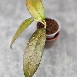 Hoya Sp. Aceh Seneren