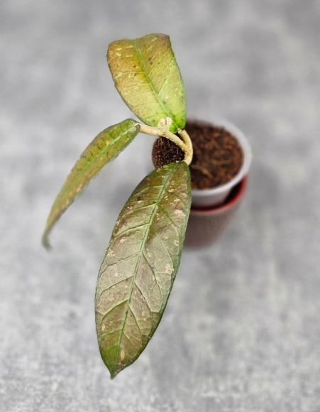 Hoya Sp. Aceh Seneren