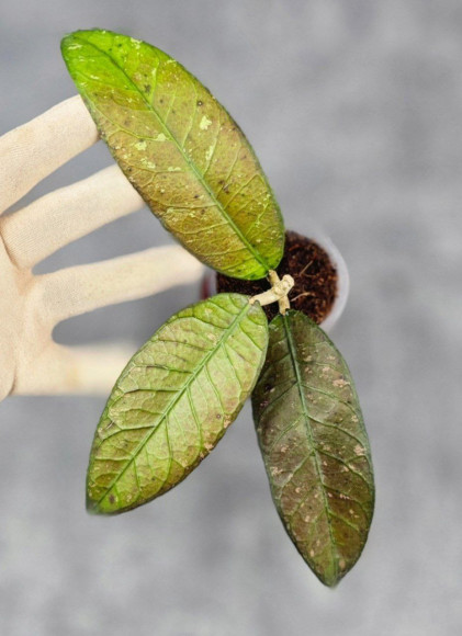 Hoya Sp. Aceh Seneren
