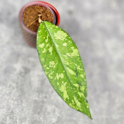 Hoya Sp. Aceh Kedah Splash 