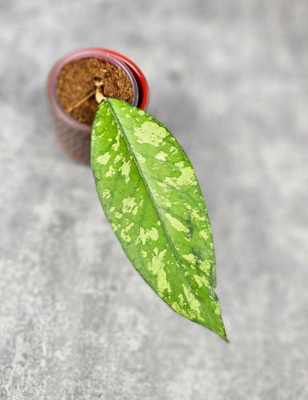 Hoya Sp. Aceh Kedah Splash Hoya Sp. Aceh Kedah Splash