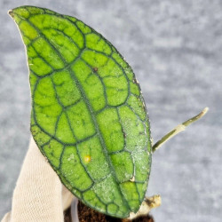 Hoya Clemensiorum Aceh #012                           