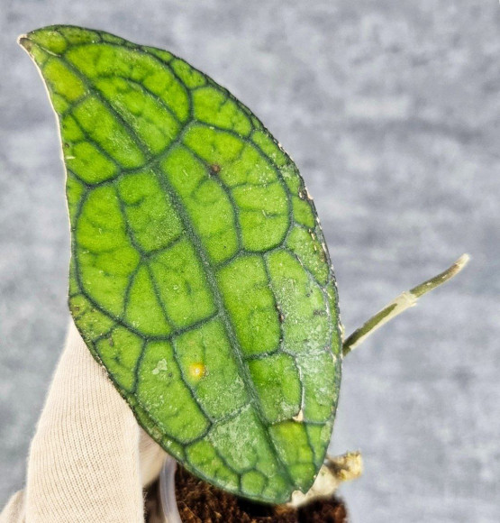 Hoya Clemensiorum Aceh #012                           