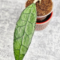 Hoya Clemensiorum Aceh ar #023