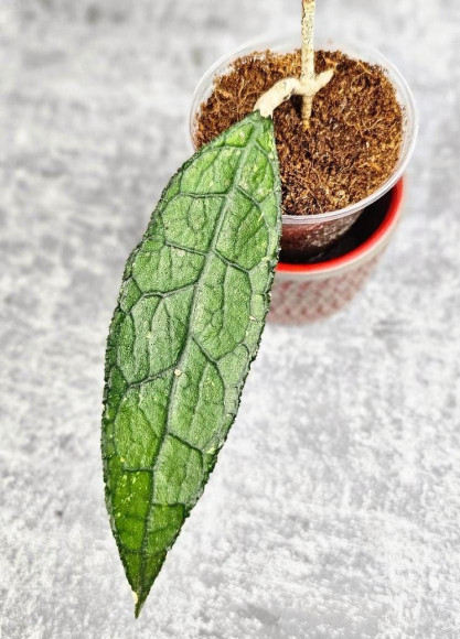 Hoya Clemensiorum Aceh ar #023 Hoya Clemensiorum Aceh ar #023