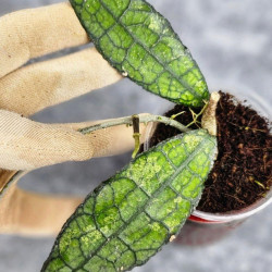 Hoya Clemensiorum Crocodile #001