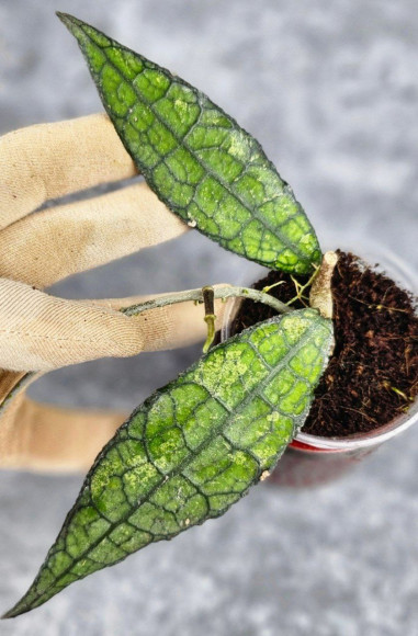 Hoya Clemensiorum Crocodile #001