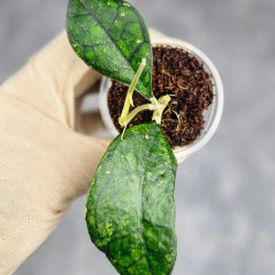 Hoya Clemensiorum Sarawak #002  