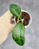 Hoya Clemensiorum Sarawak #002  