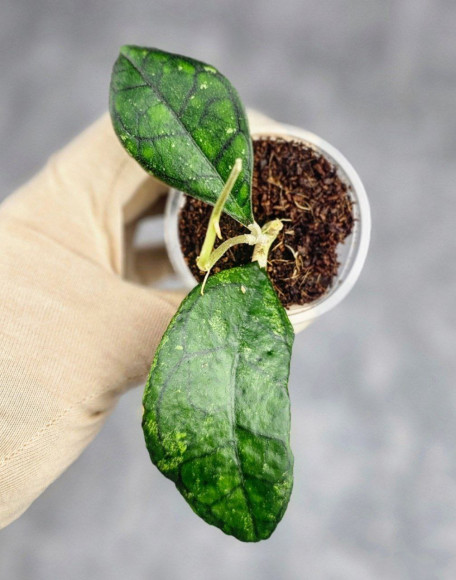Hoya Clemensiorum Sarawak #002  