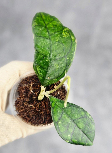 Hoya Clemensiorum Sarawak #002  