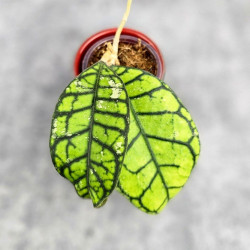 Hoya Calistophylla Kalimantan Timur  