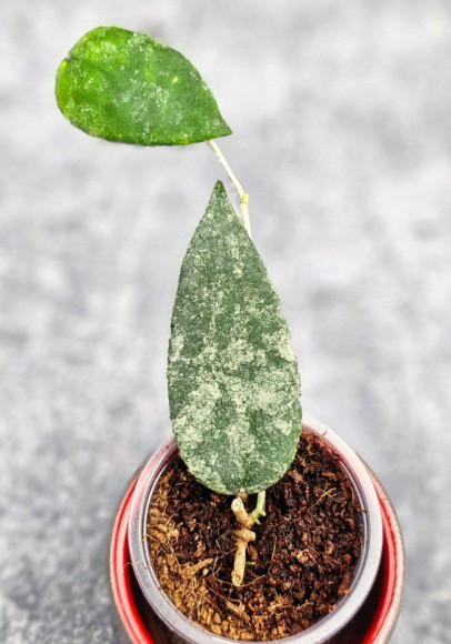 Hoya Caudata Aceh High Splash   