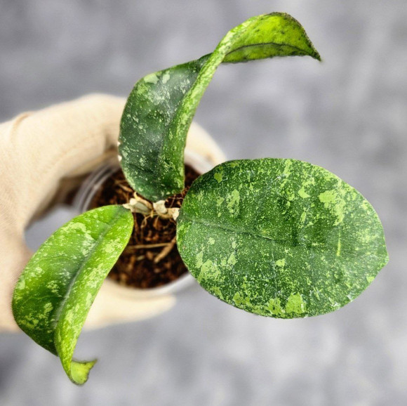 Hoya Sp Kalbar 
