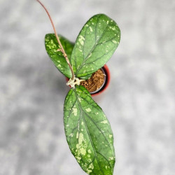 Hoya Sp. Takengong Splash 