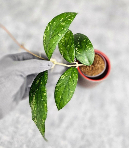 Hoya Sp. Takengong Splash Hoya Sp. Takengong Splash