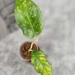 Hoya Sp. Aceh Venous Anger