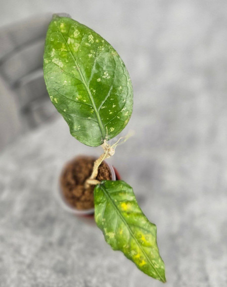 Hoya Sp. Aceh Venous Anger