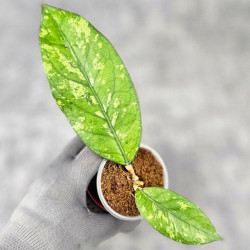 Hoya Sp. Aceh Kedah Splash 