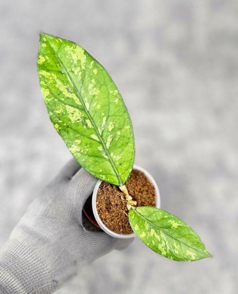 Hoya Sp. Aceh Kedah Splash Hoya Sp. Aceh Kedah Splash