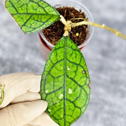 Hoya Clemensiorum Aceh #012                            