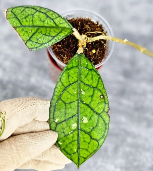 Hoya Clemensiorum Aceh #012                            