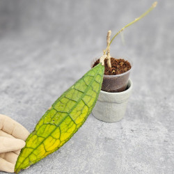 Hoya Clemensiorum Aceh ar #024