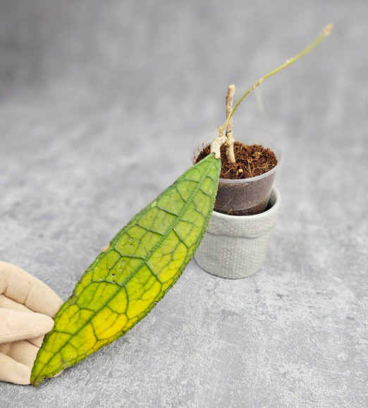 Hoya Clemensiorum Aceh ar #024 Hoya Clemensiorum Aceh ar #024