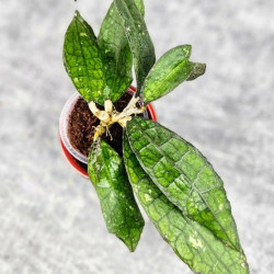 Hoya Clemensiorum Crocodile #001 